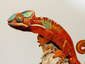 Fiery Gecko Chameleon