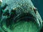 giant grouper