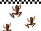 Speedfrog Contest