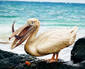 A Pelican Delicacy 