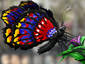  Isaacus Gatus Papilio