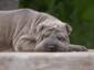 sleeping SHar Pei - gif