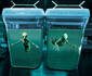 Specimens