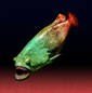 Vampire blood fish!