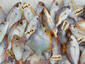 Fish on Ice