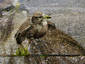 Eye on the Sparrow pt 2