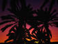 Palm Leaves At Sunset