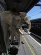 elephant commute