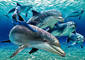 Dolphin fun