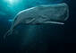 Cementgrey Sperm Whale