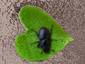 Stag Beetle Return