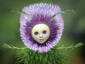 Thistle sprite