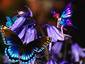 Butterflies and Fairies