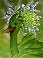 African lily duck