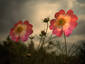 Flower is always flower