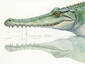 Croc