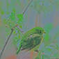  Bird in the rainforest