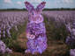 Hippolit, lilac rabbit