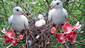 White Dove Family