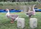 party geese GIF