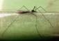 Mosquito in heat GIF
