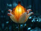 Extraordinary Rose