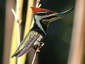 hybrid woodpecker