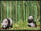 recycle bin pandas