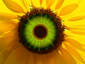 Sunflower Eye Zoom