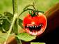 killer tomato