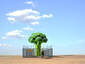 Lonely Tree