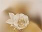 Camellia corsage