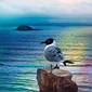 Rainbow Ocean Gull
