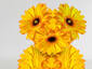 Yellow fellow
