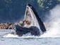 Keep Calm and Whale On