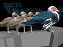 Ducks in A'rrow