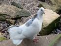 White Pigeon