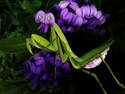 Mescaline Mantis