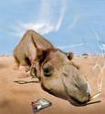 A Camel a Day...