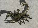 Scorpion Updated