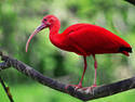 Ibis The Red