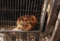 caged lion