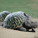 turtle rhino?