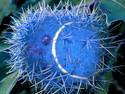 blue cactus ball