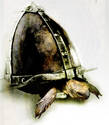 Helmet Turtle