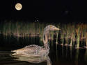 Everglades Bird At Night