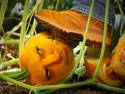 Smashing Pumpkins-UPDATE