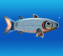 Robofish
