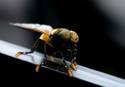 The Bill-killing Bee-Fly