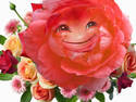One Happy Rose
